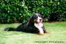 Bernese Vasca